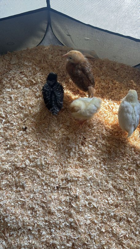 Chicks