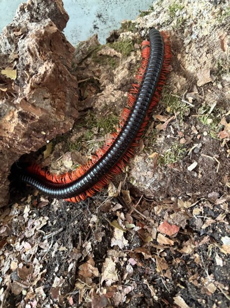 Titan Millipedes